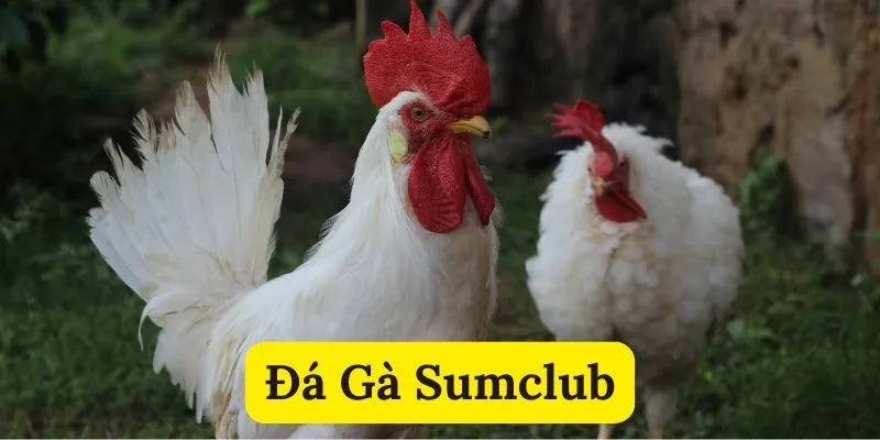Điểm qua những trường gà nổi tiếng tại đá gà Sumclub